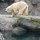 Alaska Zoo and beyond